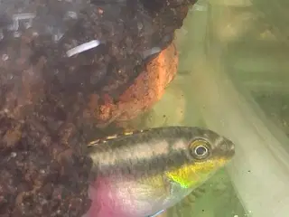 Akvariefisk der er blevet for store