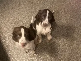 Engelsk Springer Spaniel