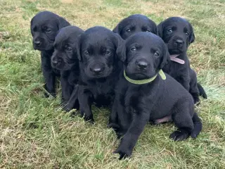 Labrador hvalpe 