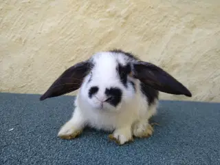 Mini Lop unger