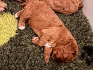 Uimodståelige Cavapoo hvalpe 