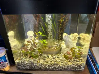 Biorb Cube 30L Akvarie med massere af udstyr