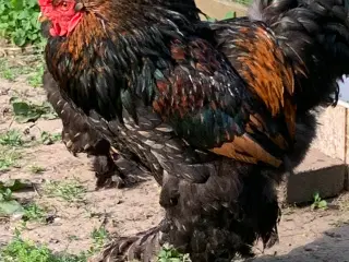 Brahma hane