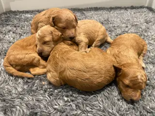 Cockapoo 1BB-hvalpe  – klar til nye hjem d.20 nove