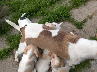 Dansk/svensk gårdhunde hvalpe