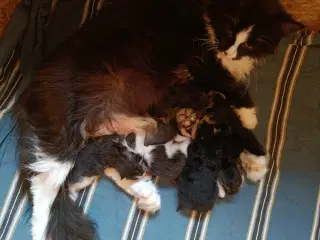 Mainecoon uden stamtavle 