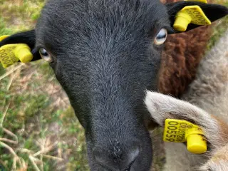 Ouessant gimmerlam 