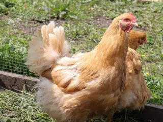 Gule opington 