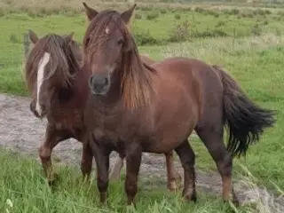 2 tinkerkrydsningsvallakker - 3 år 