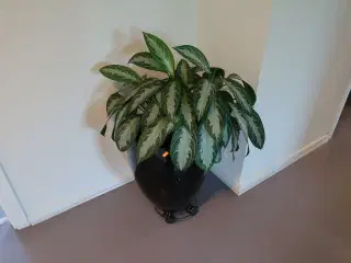 Plante i krukke