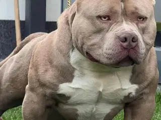 🏆Topkvalitets American Bully hanhvalp 