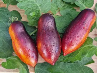 UDSALG - TOMATFRØ 250 sorter!