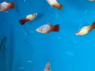 planter Blue Redtail