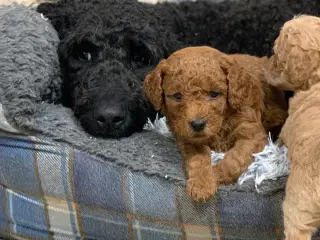 Mini Golden Doodle babyer 