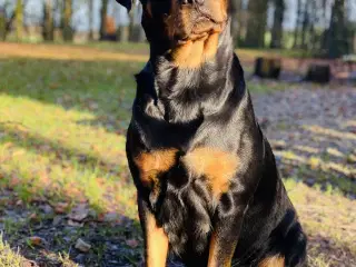 Rottweiler hvalpe 🐶 