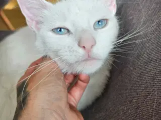 Tyrkisk Angora 