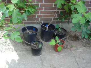 Figenplanter "Bornholmerfigen"