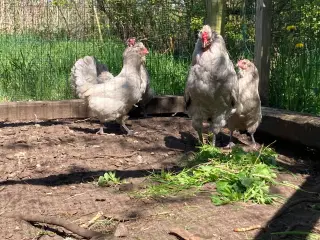 Rugeæg 