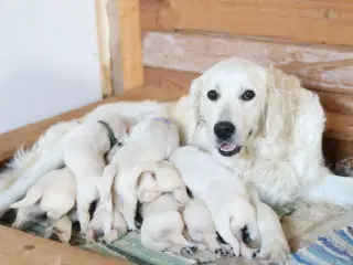 Utrolig dejlige Golden retriever søger hjem 