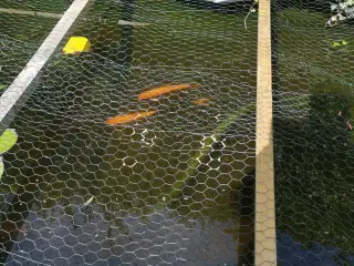 Havedam fisk gulemder 3 orange og 1 hvid