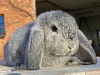 FRANSK VÆDDER HAN CHINCHILLA