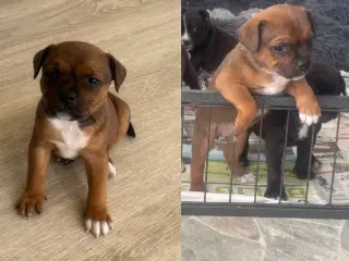 Staffordshire bullterrier 