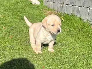 Labrador hundehvalpe sælges 