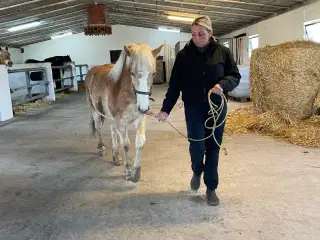 Hjorthlunds Freja