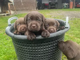 Brune labrador hvalpe