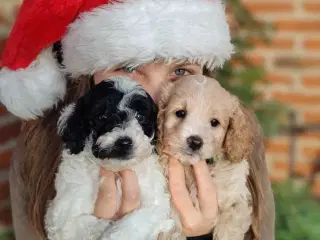 Skønne cavapoo 1b julehvalpe 