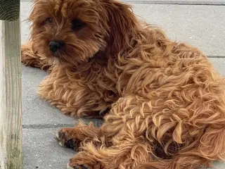 Cavapoo  