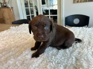 Brune labradorhvalpe - den gammeldags slags sælges