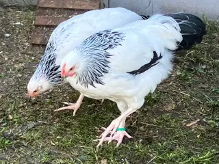 Høns