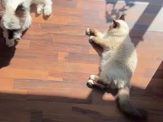 Hellig Birma kat