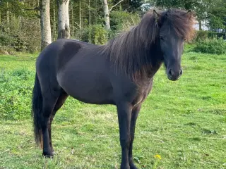 2 års hingst