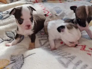 Chihuahua hvalpen