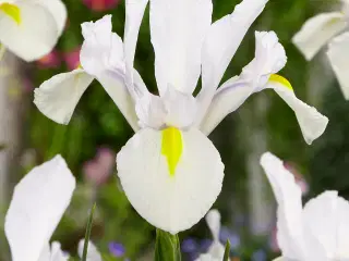 Iris Hollandica løg fra 1,25 kr/stk.- Flere farver