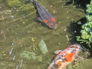 Koi karper ca. 35 cm