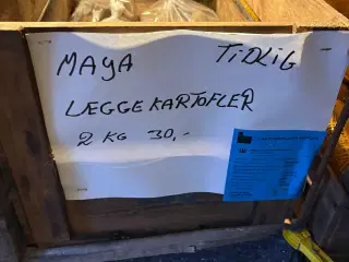 Læggekartofler