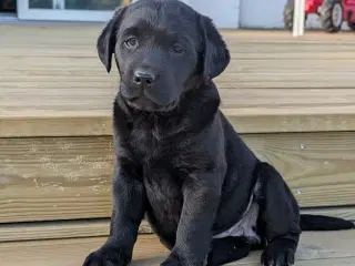 Gl. Dags Labrador