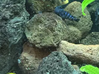 Malawi cichlider – 20-25 stk med lidt yngel