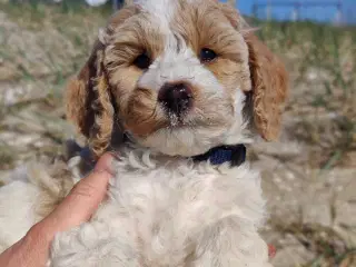 Skønne Cockerpoo hvalpe søger søde familier 