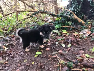 Russisk toy blanding