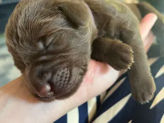 Labradoodle