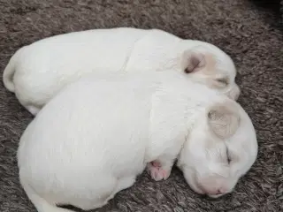 Coton de Tulear - Bomuldshund