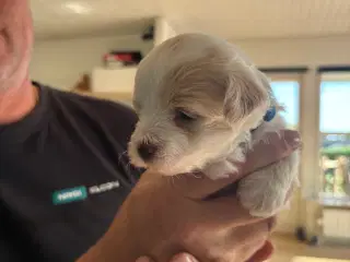 Hundehvalpe sælges