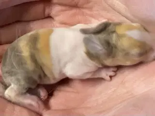 HOLLÆNDER HUN JAPANER BRUN/GUL