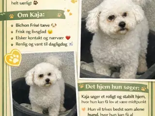 🐾 Skøn Bichon Frisé søger sit helt eget hj