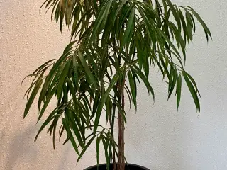 ficus alii Plante 150cm