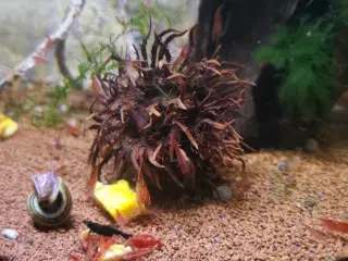 Akvarie Bundlag